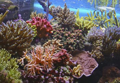 Rafy koralowe coraz dalej od równika