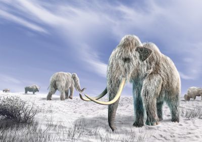 Głównie klimat a nie człowiek winny wyginięciu mamutów
